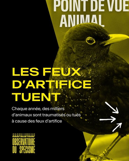 Point de vue animal #1 Feux d'artifice
