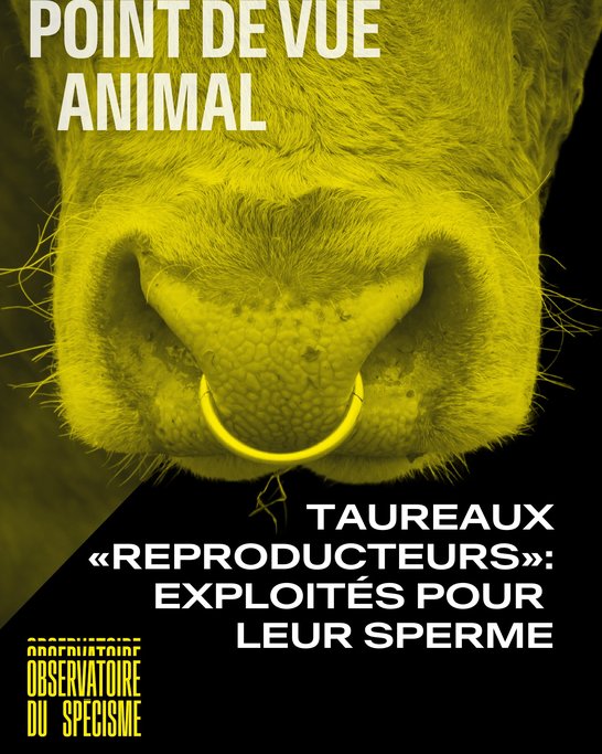 Point de vue animal #4 Taureaux à sperme - 1