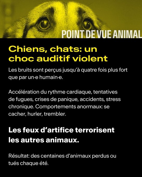 Point de vue animal #1 Feux d'artifice - 2