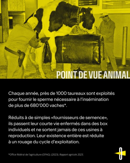 Point de vue animal #4 Taureaux à sperme - 2