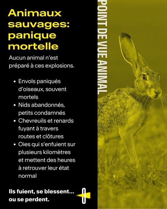 Point de vue animal #1 Feux d'artifice - 3