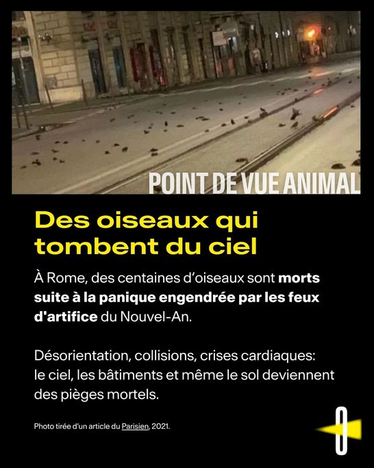 Point de vue animal #1 Feux d'artifice - 4