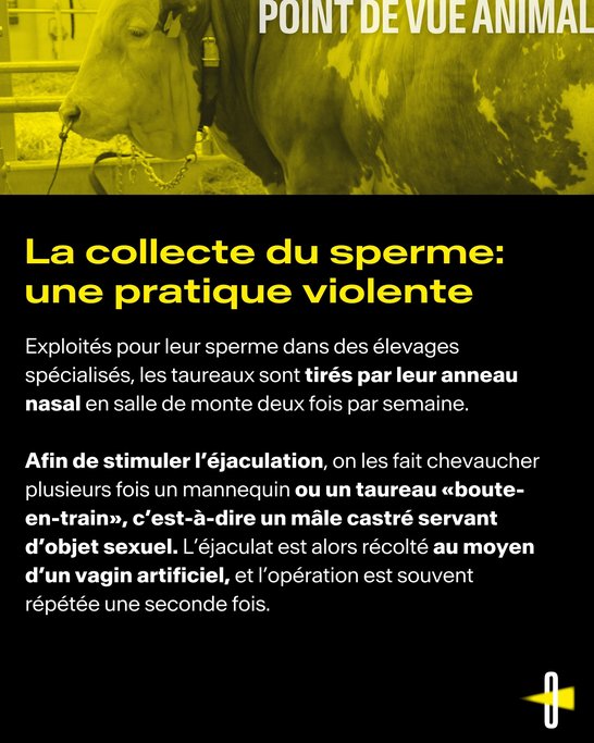 Point de vue animal #4 Taureaux à sperme - 4