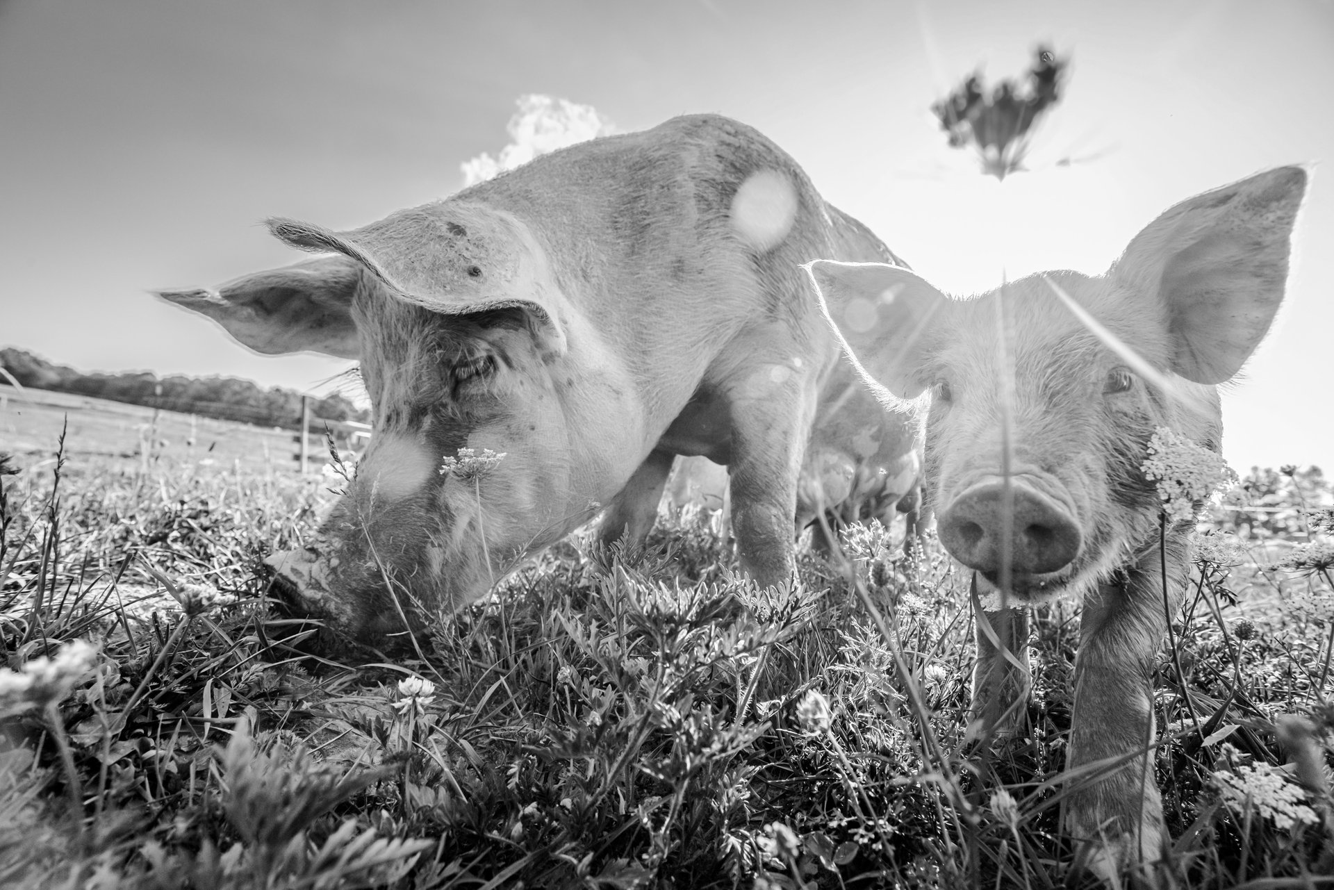 Cochons noir blanc We Animals