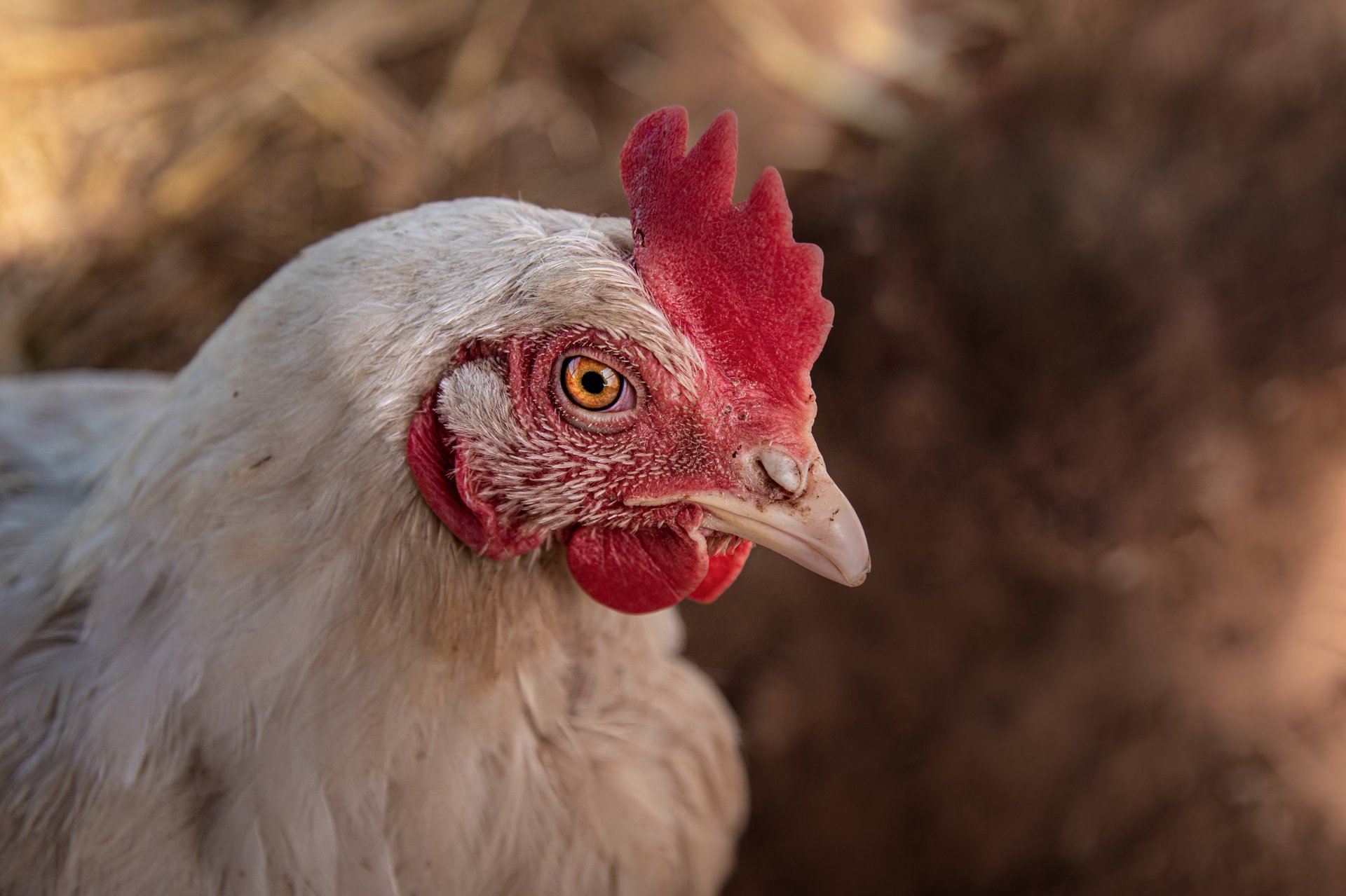 Poule libre