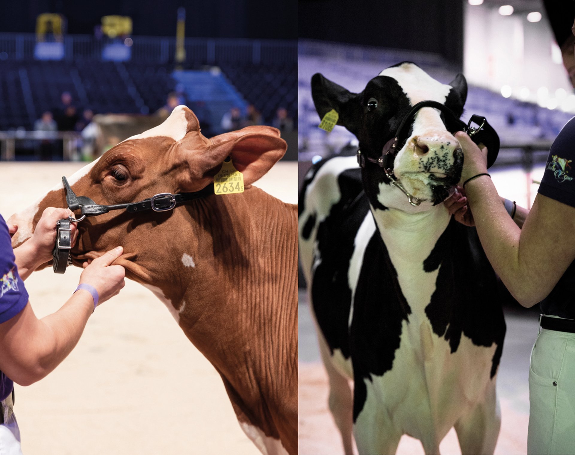Deux visages de génisses sur l'arène de Swiss Expo