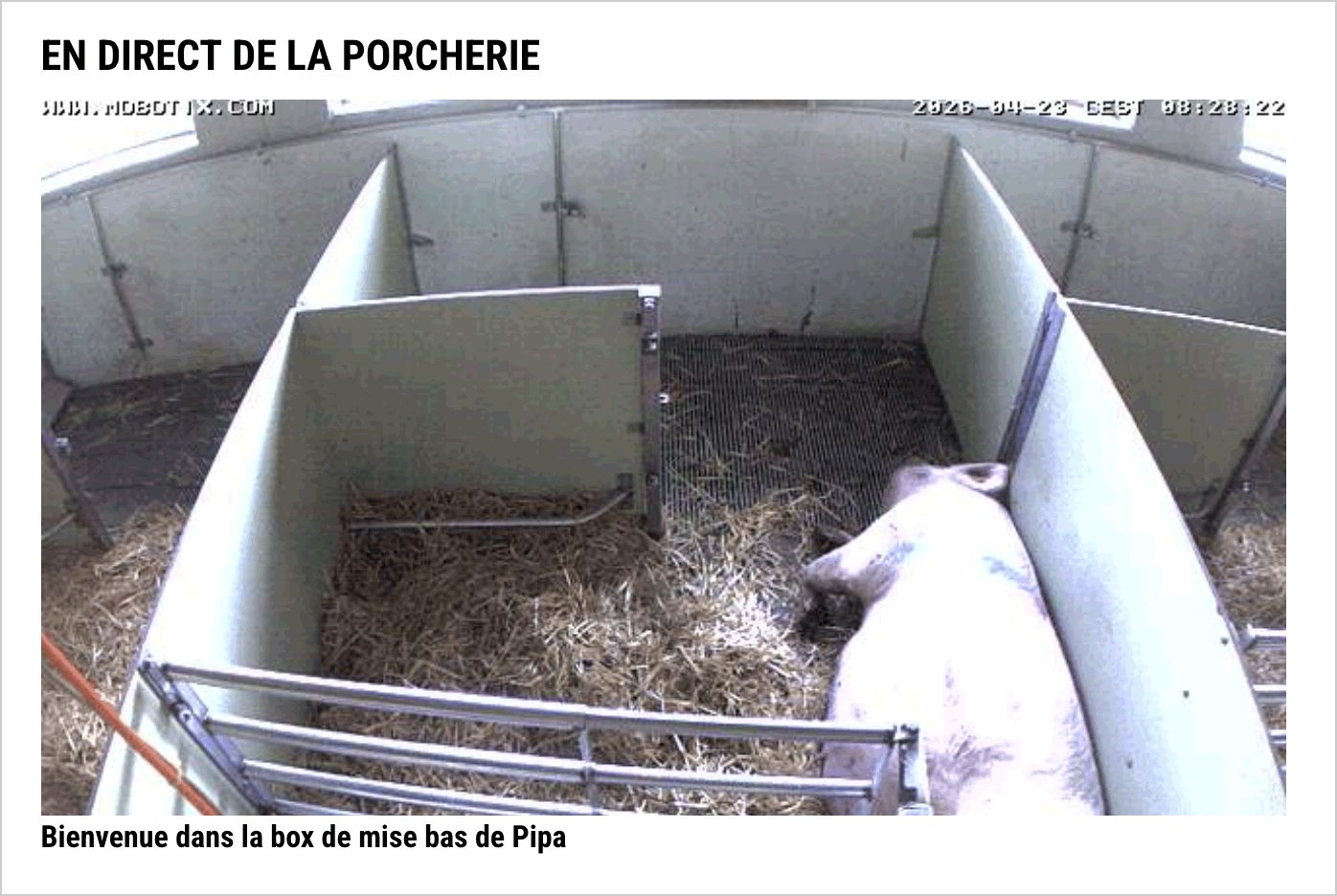 Webcam porcherie