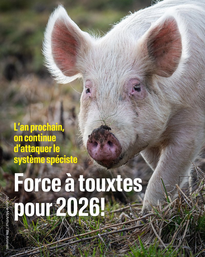 Force pour 2026
