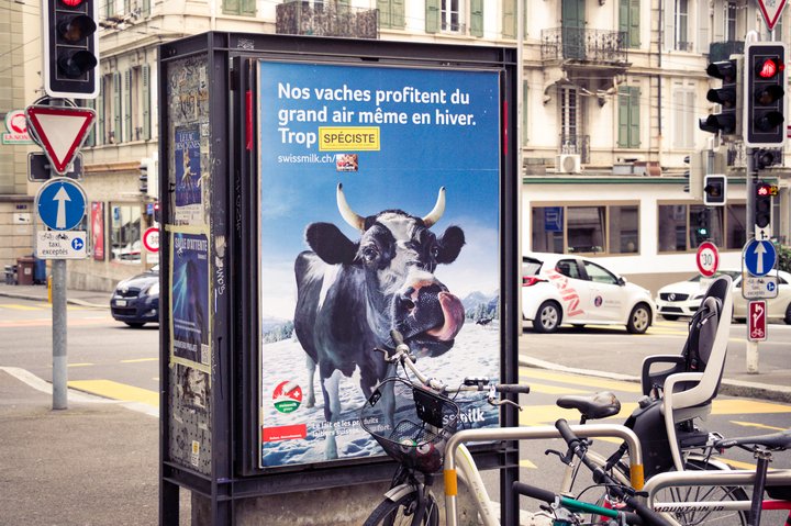 Une publicité Swissmilk avec la vache Lovely dans les rues de Lausanne