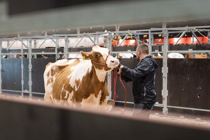 Une vache déplacée à Swiss Expo