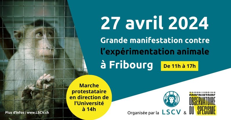27 avril 2024 - Grande manifestation contre l&#x27;expérimentation animale à Fribourg de 11h à 17h - Photo d&#x27;un singe dans une cage